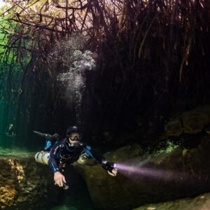 Sidemount diver with torch beneath mangrove roots in a green cenote, Casa Cenote, Quintana Roo, Mexico