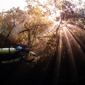 Sidemount diver in backlit sunrays filtering through mangrove branches, Casa Cenote, Quintana Roo, Mexico
