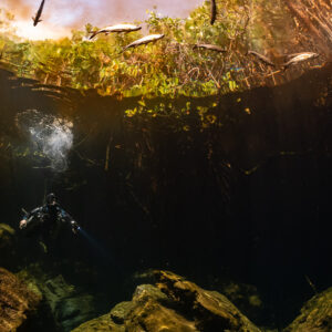 Diver below a mangrove-fringed cenote surface with fish near the top, Casa Cenote, Quintana Roo, Mexico