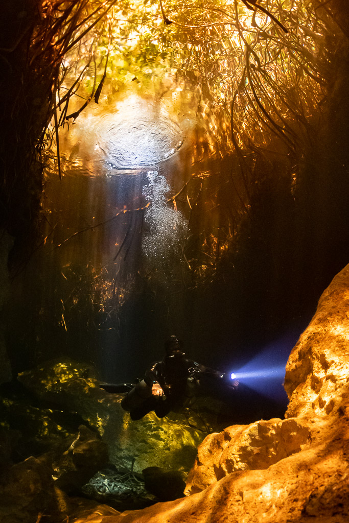 Plongeur avec lampe sous des rayons dorés dans un cénote à mangrove, format vertical, Casa Cenote, Quintana Roo, Mexique