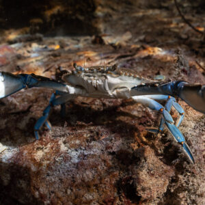 Blue crab raising its open claws on a submerged rock, Casa Cenote, Quintana Roo, Mexico