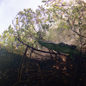 Crocodile swimming beneath mangrove branches seen from below, Casa Cenote, Quintana Roo, Mexico