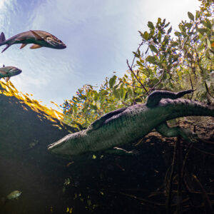 Crocodile under mangroves with tarpons swimming near the surface, Casa Cenote, Quintana Roo, Mexico