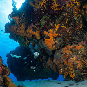 Diver framed by an overhang of orange sponges and corals, Cozumel, Quintana Roo, Mexico