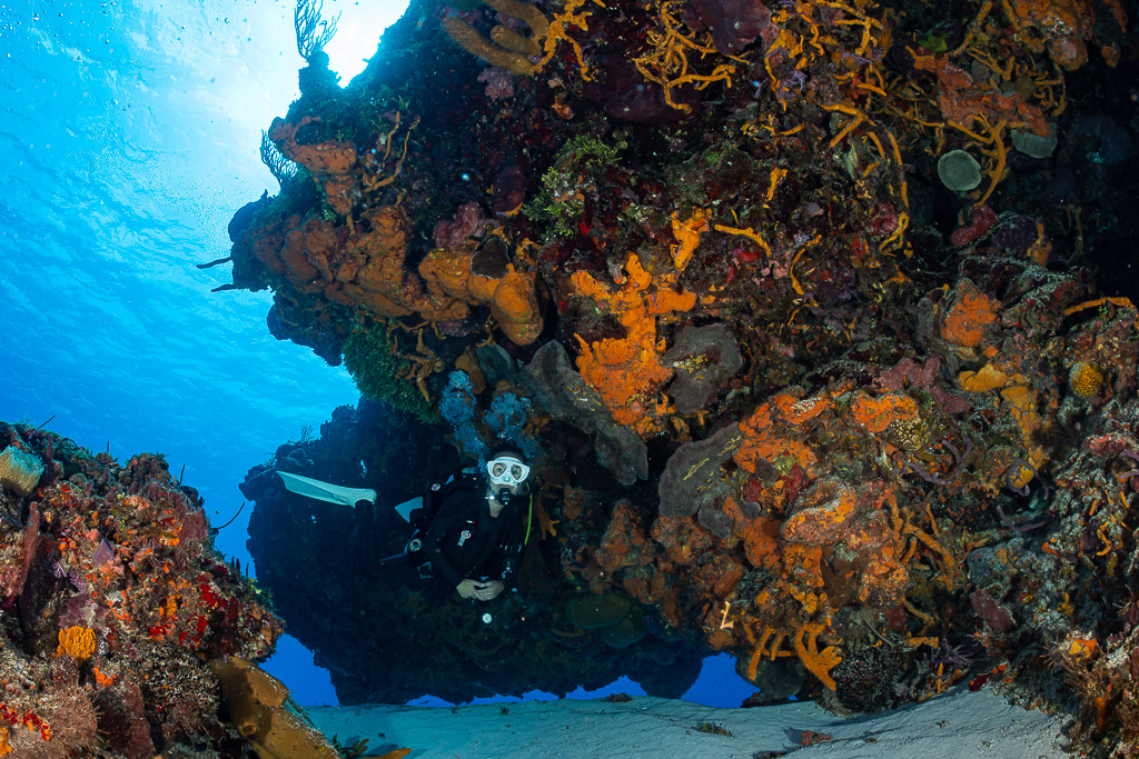 Plongeur encadré par un surplomb couvert d’éponges orange et de coraux, Cozumel, Quintana Roo, Mexique