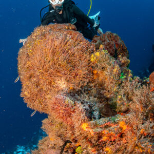 Woman diver behind a large orange sea fan on a reef, Cozumel, Quintana Roo, Mexico