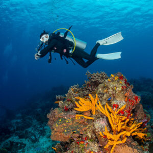 Woman diver above a coral head with orange sponges, Cozumel, Quintana Roo, Mexico