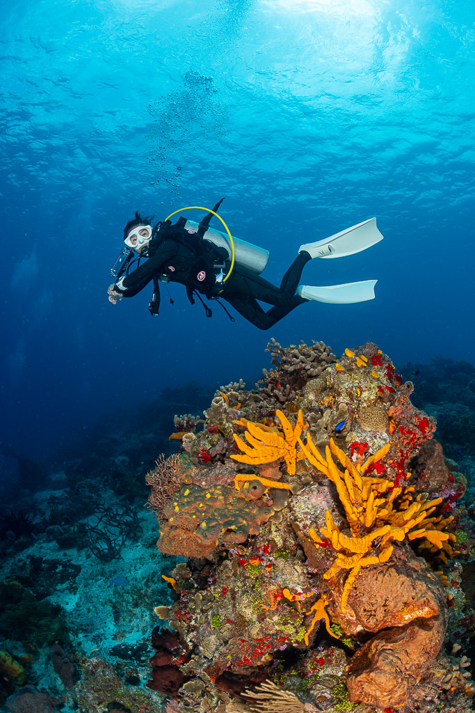 Plongeuse au-dessus d’une patate de corail couverte d’éponges orange, Cozumel, Quintana Roo, Mexique