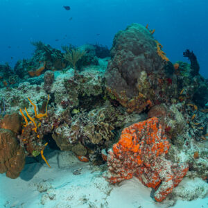 Coral head with orange encrusting sponge on white sand, Cozumel, Quintana Roo, Mexico