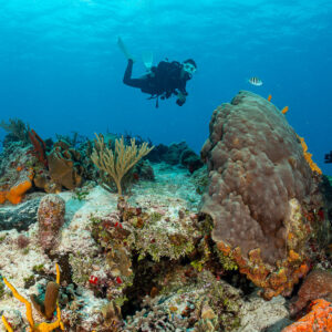 Woman diver swimming above a coral head with sea fans and sponges, Cozumel, Quintana Roo, Mexico