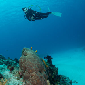 Woman diver above a large coral head, vertical view, Cozumel, Quintana Roo, Mexico