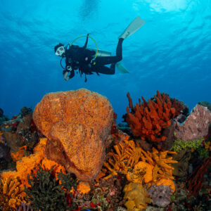 Diver gliding above a giant orange elephant ear sponge on the reef, Cozumel, Quintana Roo, Mexico