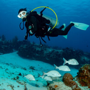 Diver looking at the camera above a small school of silvery grunts, Cozumel, Quintana Roo, Mexico