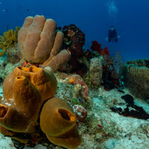 Brown tube sponges on a Caribbean reef with a diver in the background, Cozumel, Quintana Roo, Mexico
