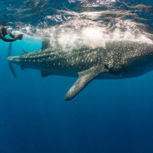 Whale shark feeding at the surface beside a snorkeller, side view, Isla Mujeres, Quintana Roo, Mexico