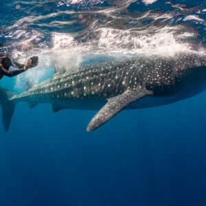 Snorkeller filming a whale shark feeding in the surface turbulence, Isla Mujeres, Quintana Roo, Mexico