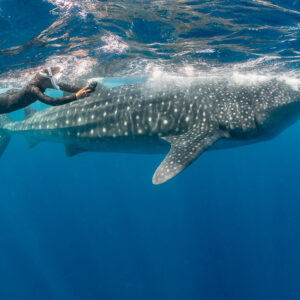 Snorkeler swimming alongside a whale shark at the surface, Isla Mujeres, Quintana Roo, Mexico