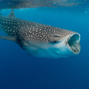 Whale shark feeding with wide open mouth just below the surface, Isla Mujeres, Quintana Roo, Mexico
