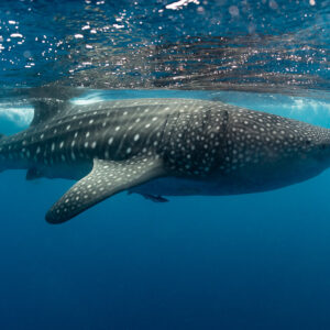 Whale shark in profile cruising under a sparkling surface, Isla Mujeres, Quintana Roo, Mexico
