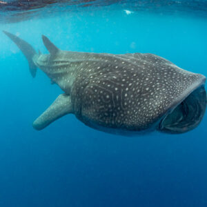Whale shark turning toward the camera with mouth open, Isla Mujeres, Quintana Roo, Mexico
