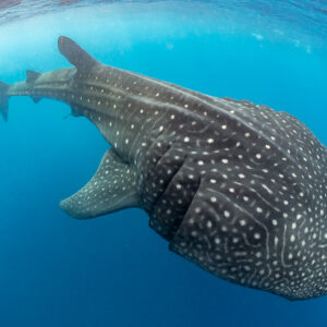 Whale shark seen from above showing its spotted back and gills, Isla Mujeres, Quintana Roo, Mexico