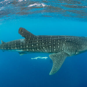Whale shark in full side profile with a remora below, Isla Mujeres, Quintana Roo, Mexico