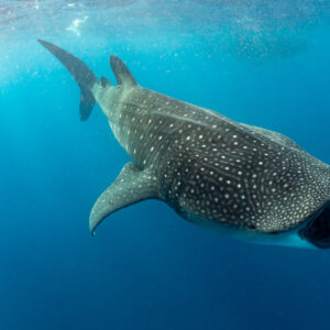 Whale shark banking with open mouth toward the camera, Isla Mujeres, Quintana Roo, Mexico