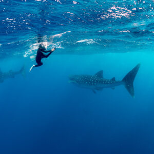 Two whale sharks cruising below a snorkeller in open blue water, Isla Mujeres, Quintana Roo, Mexico