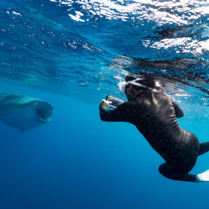 Apnéiste en combinaison noire nageant vers un requin-baleine qui approche, Isla Mujeres, Quintana Roo, Mexique