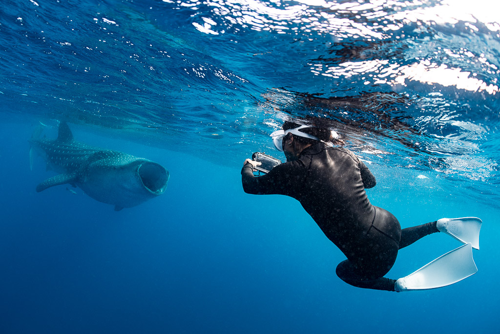 Apnéiste en combinaison noire nageant vers un requin-baleine qui approche, Isla Mujeres, Quintana Roo, Mexique