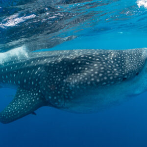 Close view of a whale shark skimming the surface in profile, Isla Mujeres, Quintana Roo, Mexico