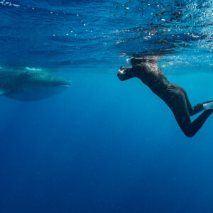 Apnéiste en combinaison noire plongeant près d’un requin-baleine lointain, Isla Mujeres, Quintana Roo, Mexique
