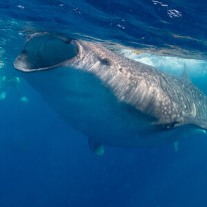 Close-up of a whale shark with open mouth passing a snorkeller, Isla Mujeres, Quintana Roo, Mexico