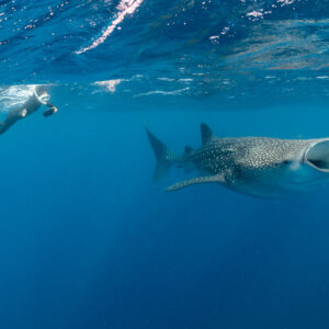 Snorkeler at the surface watching a whale shark feeding with open mouth, Isla Mujeres, Quintana Roo, Mexico