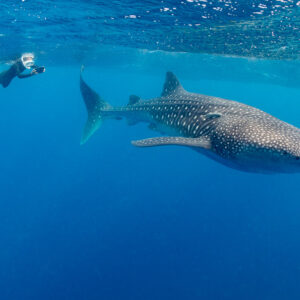 Snorkeler filming a whale shark swimming below the surface, Isla Mujeres, Quintana Roo, Mexico