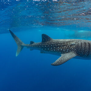 Spotted whale shark swimming full length past a snorkeller, Isla Mujeres, Quintana Roo, Mexico