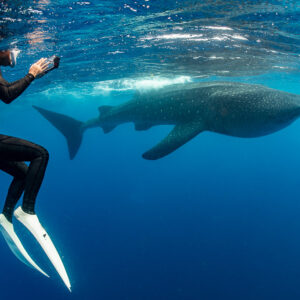 Apnéiste avec caméra à la verticale dans l’eau au passage d’un requin-baleine, Isla Mujeres, Quintana Roo, Mexique