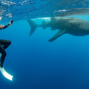 Apnéiste verticale filmant un requin-baleine qui glisse derrière elle, Isla Mujeres, Quintana Roo, Mexique