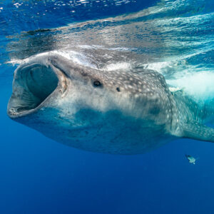 Whale shark gaping at the surface with remoras swimming below, Isla Mujeres, Quintana Roo, Mexico