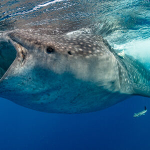 Whale shark gaping at the surface with remoras below, Isla Mujeres, Quintana Roo, Mexico
