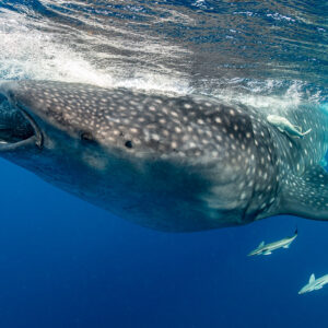 Whale shark surface feeding with a remora on its back and two below, Isla Mujeres, Quintana Roo, Mexico