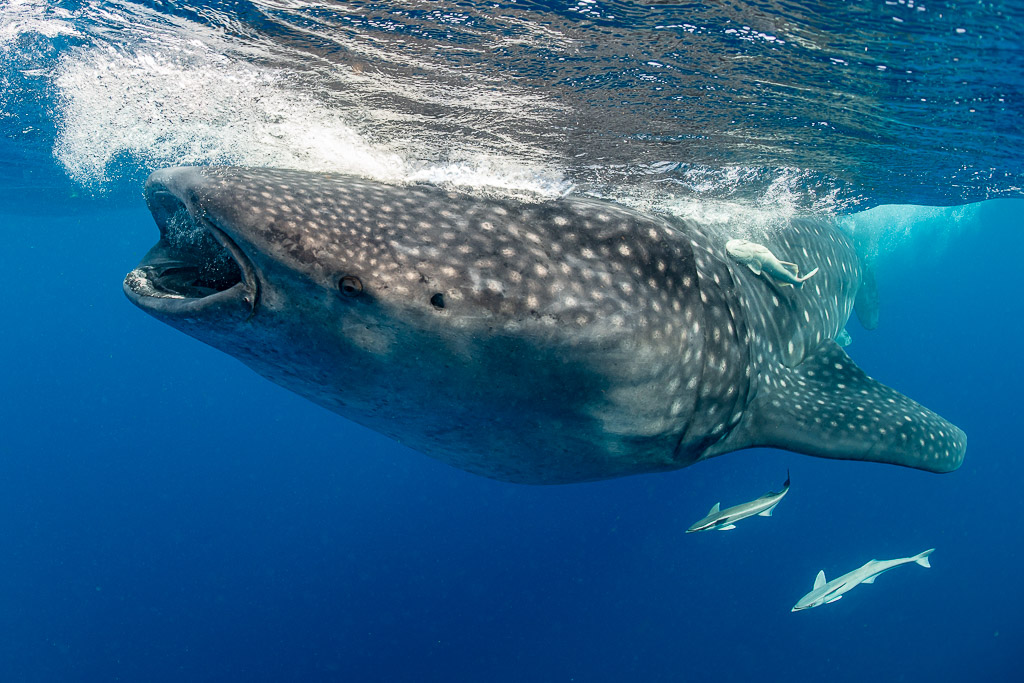 Whale shark surface feeding with a remora on its back and two below, Isla Mujeres, Quintana Roo, Mexico