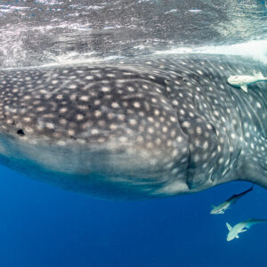 Close-up of a whale shark head at the surface escorted by remoras, Isla Mujeres, Quintana Roo, Mexico