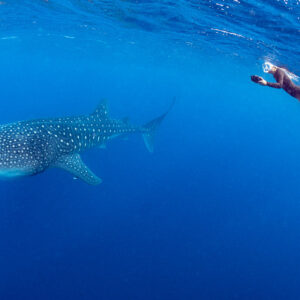 Whale shark feeding below a freediver in red wetsuit at the surface, Isla Mujeres, Quintana Roo, Mexico