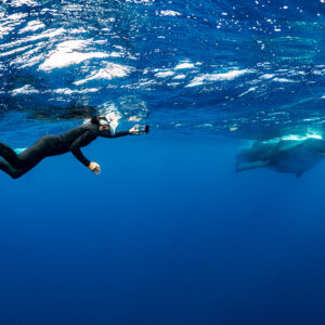 Apnéiste plongeant vers un requin-baleine qui se nourrit au loin, Isla Mujeres, Quintana Roo, Mexique