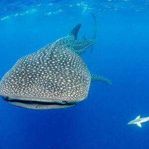 Whale shark head-on with closed mouth and a remora alongside, Isla Mujeres, Quintana Roo, Mexico