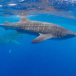 Two whale sharks swimming one above the other under the surface, Isla Mujeres, Quintana Roo, Mexico