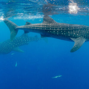 Two whale sharks crossing paths near the sunlit surface, Isla Mujeres, Quintana Roo, Mexico