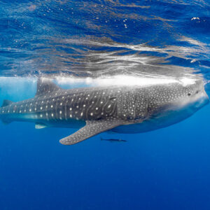 Whale shark skimming the surface in profile with a remora beneath, Isla Mujeres, Quintana Roo, Mexico