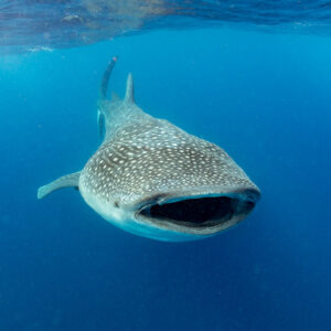 Whale shark facing the camera with wide open mouth and raised tail, Isla Mujeres, Quintana Roo, Mexico